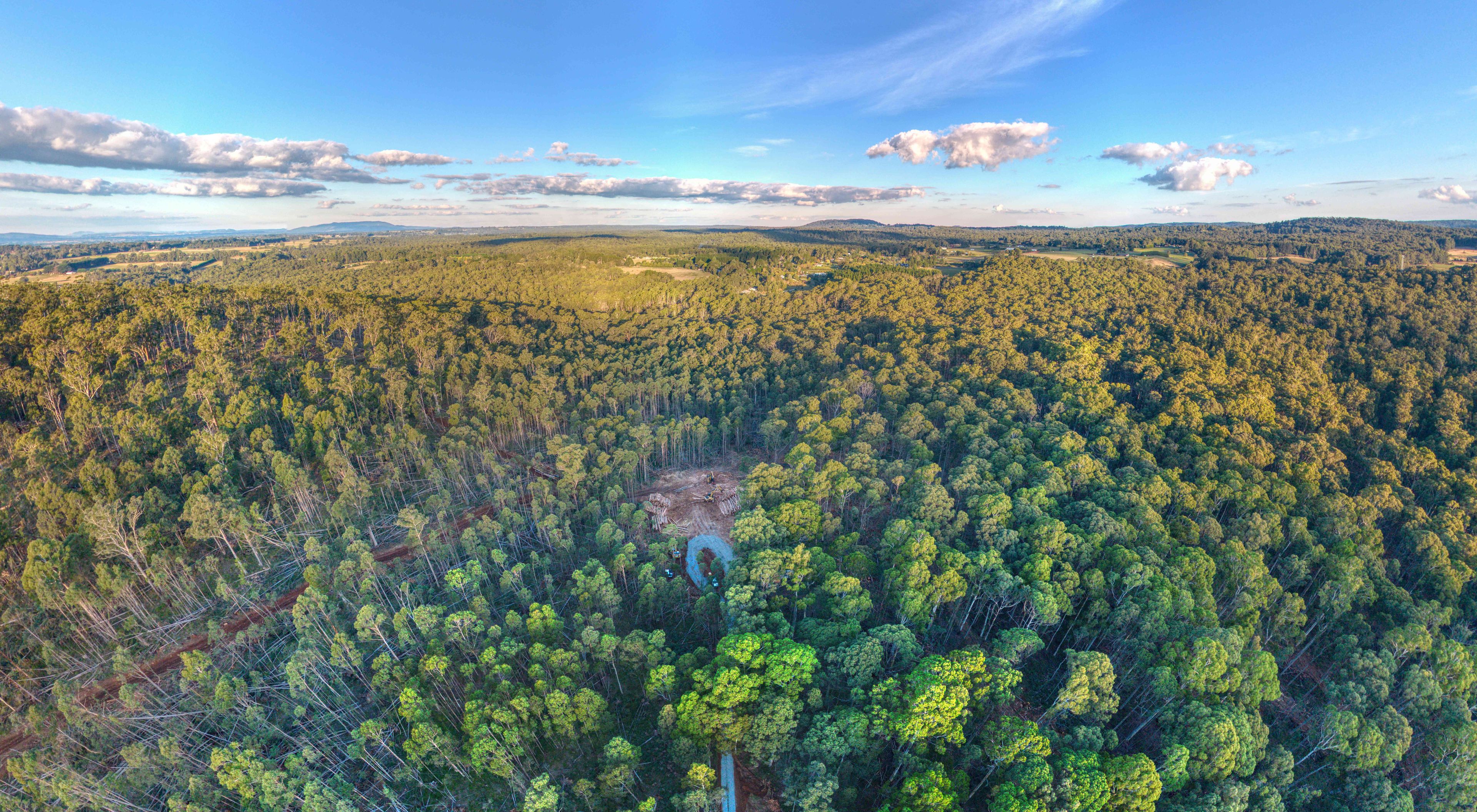 A dense forest with a clear sky and distant hills.