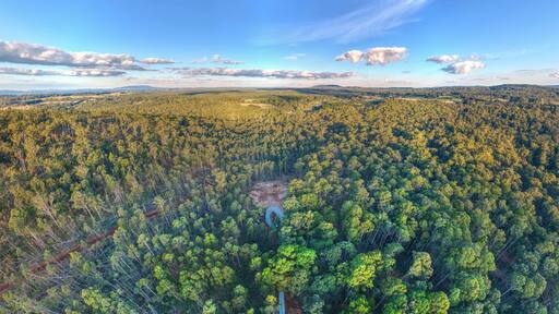 A dense forest with a clear sky and distant hills.