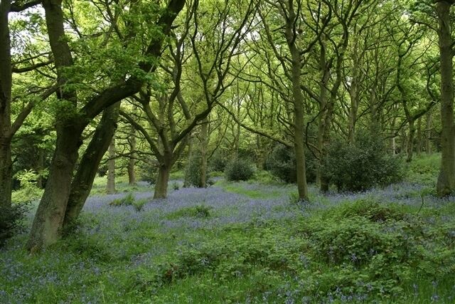 Bluebells, Old Spring Wood A stretch of ancient woodland within the Nidderdale Area of Outstanding NAtural Beauty, including evidence of Iron Age enclosures and charcoal making.