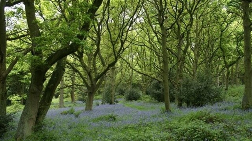 Bluebells, Old Spring Wood A stretch of ancient woodland within the Nidderdale Area of Outstanding NAtural Beauty, including evidence of Iron Age enclosures and charcoal making.