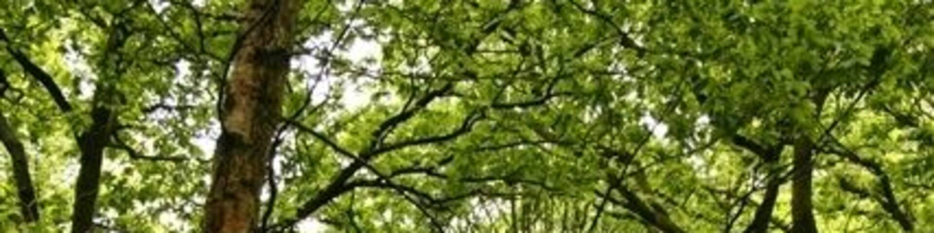 Gateway, near Hartwith Bank On the footpath running from the top of Hartwith Bank down towards Old Spring Wood.