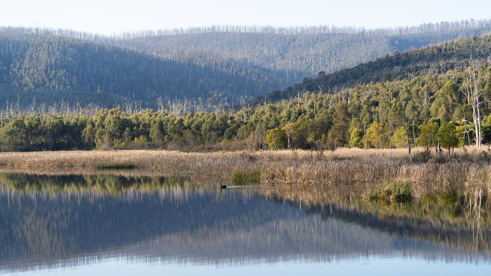 Toorourrong Reservoir, Whittlesea, Victoria, Australia, with Yarra Ranges behind, showing dead trees 14 years after the catastrophic Black Saturday bushfires,