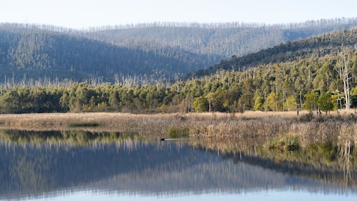 Toorourrong Reservoir, Whittlesea, Victoria, Australia, with Yarra Ranges behind, showing dead trees 14 years after the catastrophic Black Saturday bushfires,
