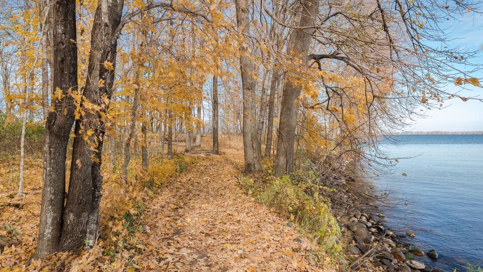 A path covered with fallen yellow leaves winds between the trees along the lake shore on a fall day at Father Hennepin State Park in northern Minnesota