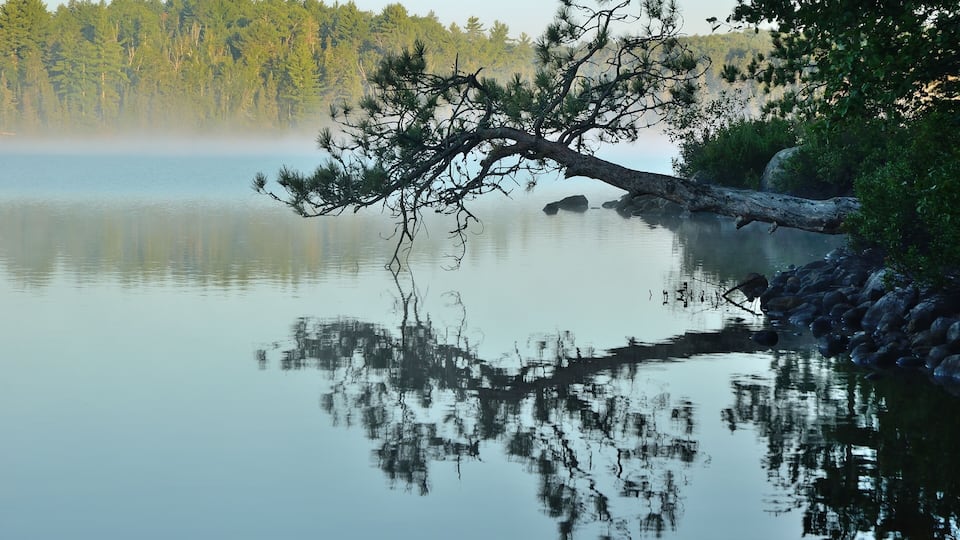 A calm lake with a fallen tree, dense forest, and a rocky shoreline.