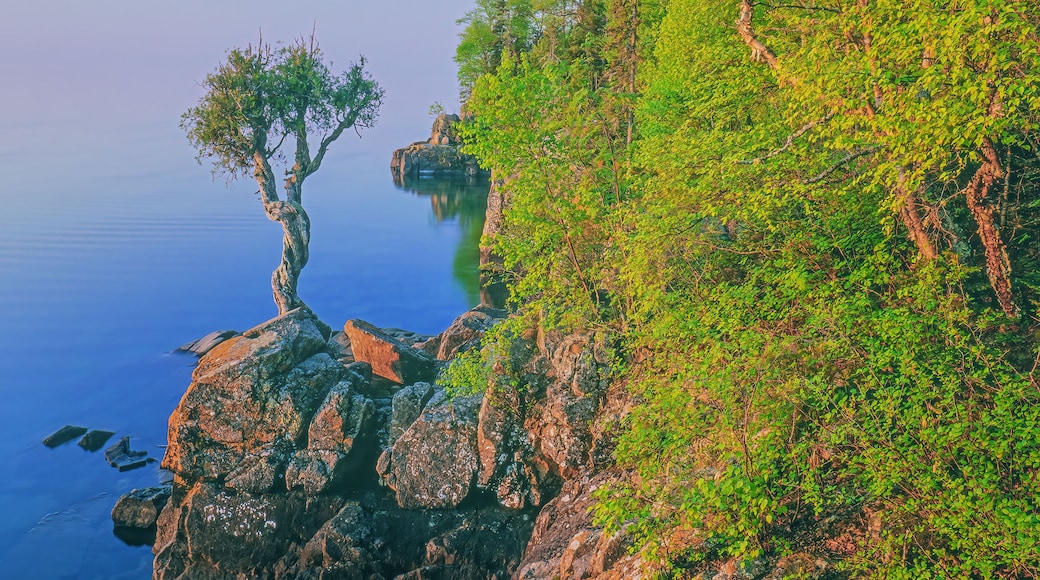 Summer landscape at sunrise of a white cedar on the rocky shoreline of Lake Superior, Minnesota, USA