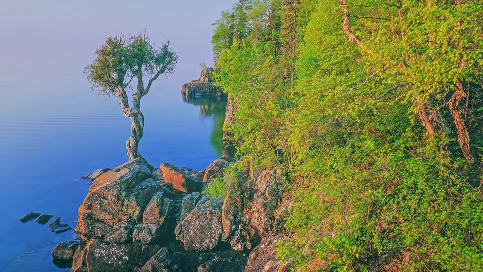 A rocky coastline with a tree on a cliff edge and calm water.
