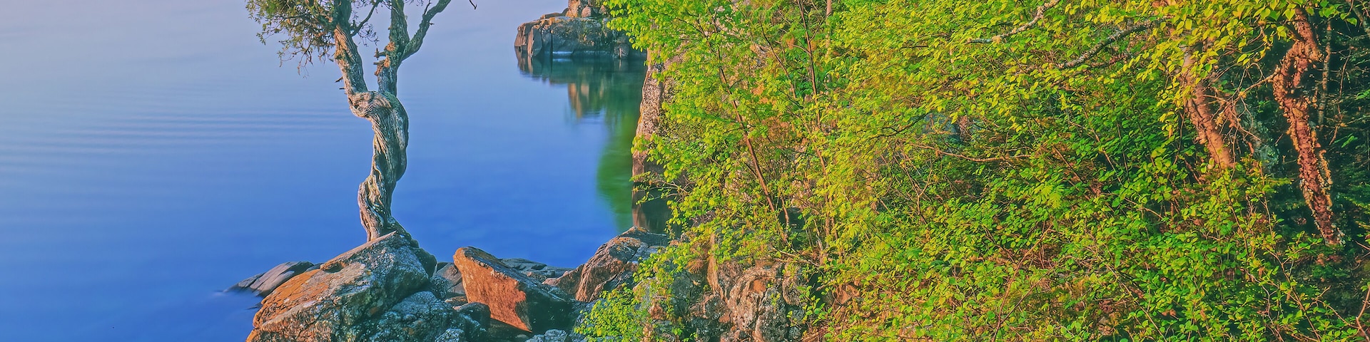Summer landscape at sunrise of a white cedar on the rocky shoreline of Lake Superior, Minnesota, USA