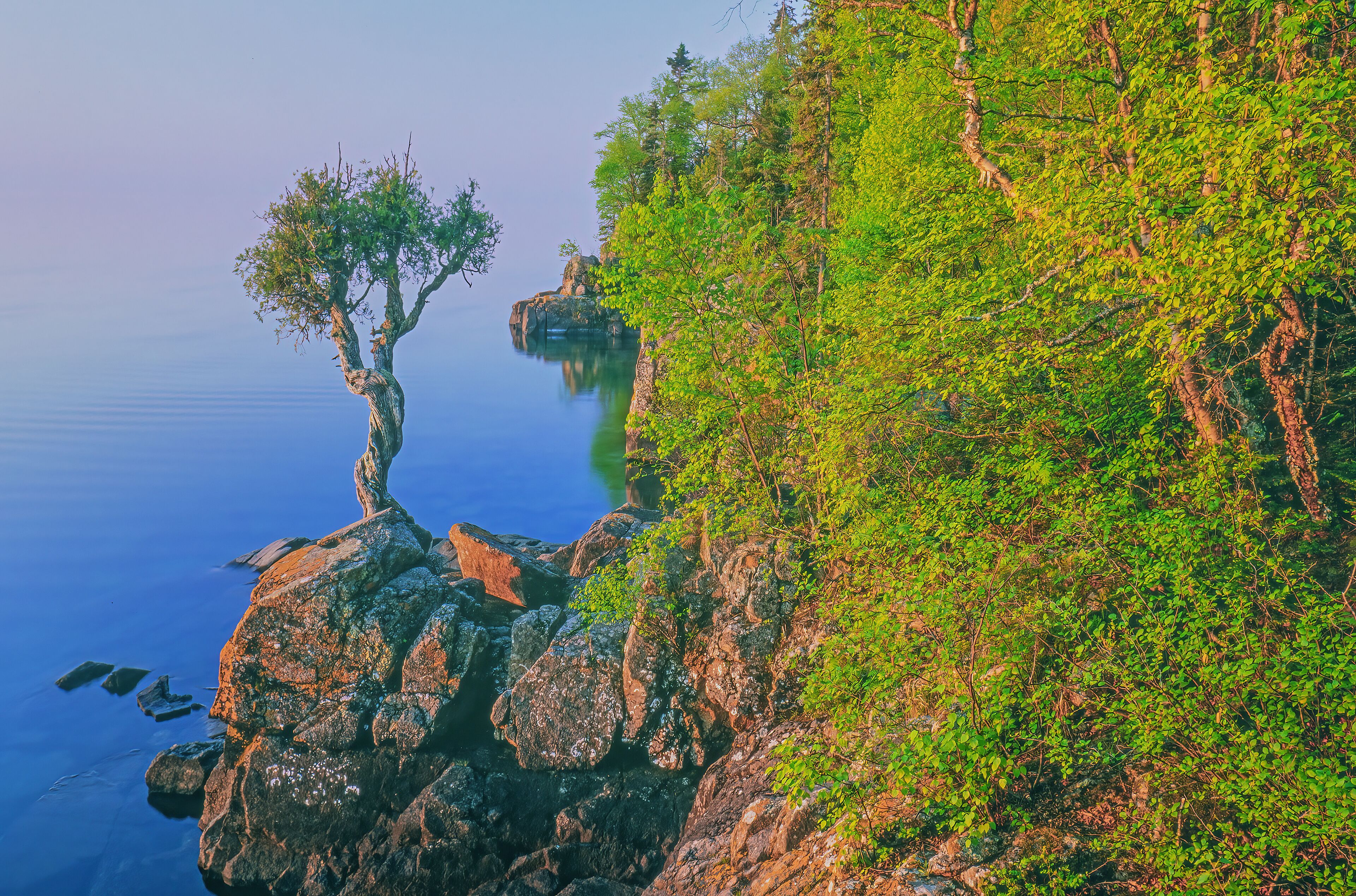 A rocky coastline with a tree on a cliff edge and calm water.