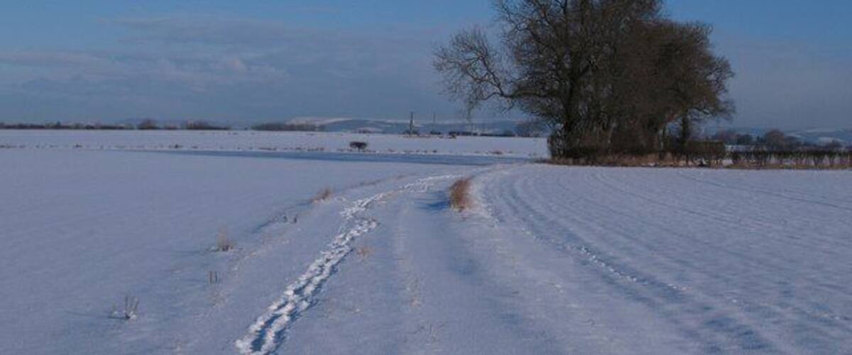 A snow-covered field with a dirt path leading to a tree.
