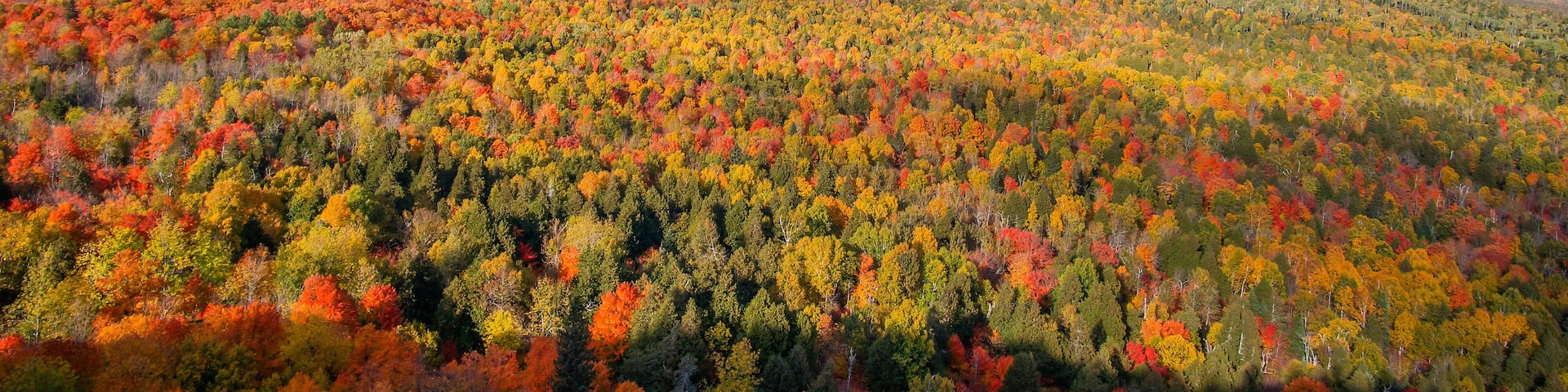 Colorful fall foliage on the hill
