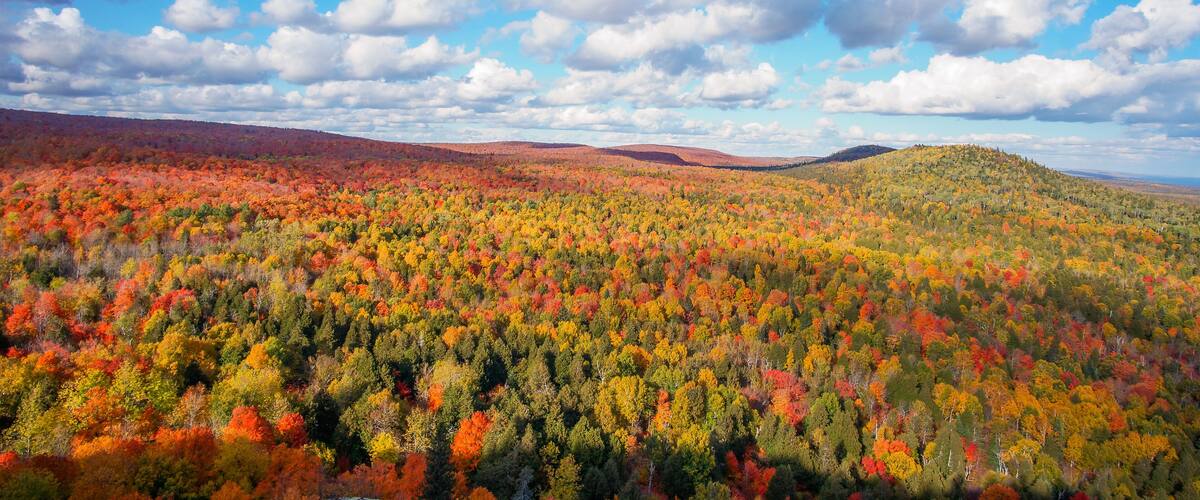 A forested landscape with autumn foliage.