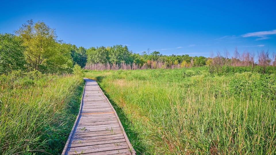 A wooden boardwalk through a grassy field with trees in the background.