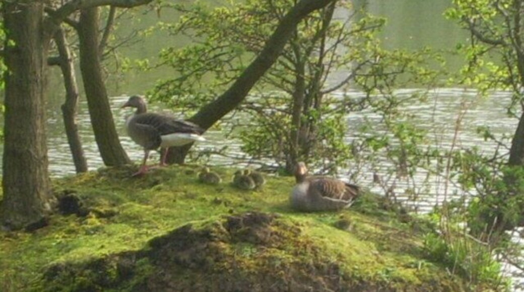 Grey Lag Geese,Brasside pond