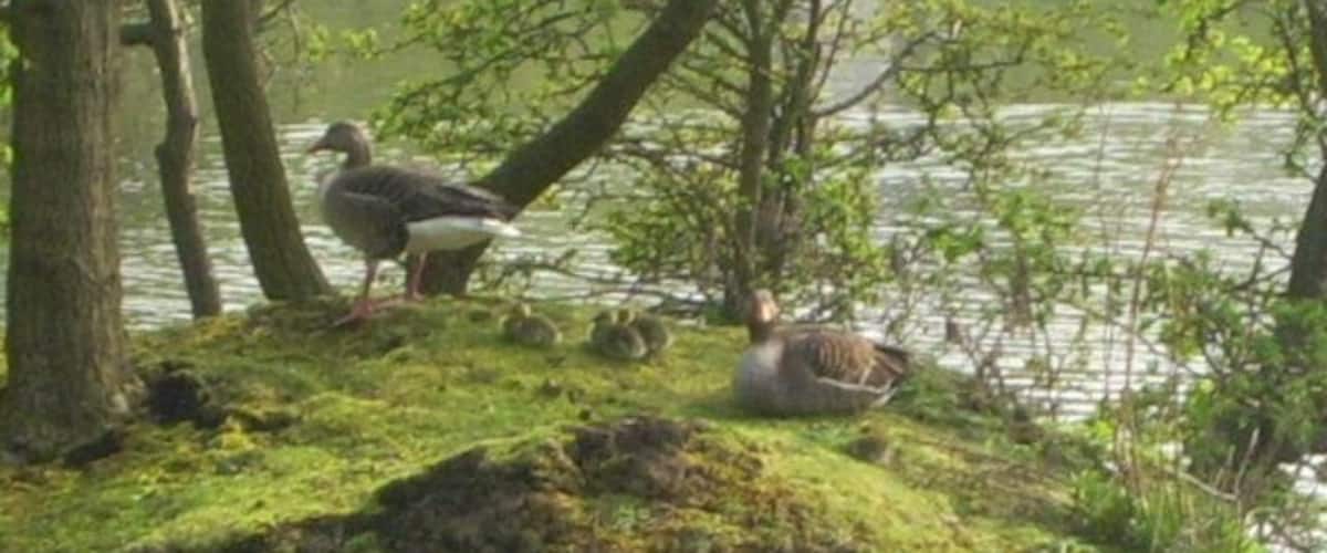Grey Lag Geese,Brasside pond