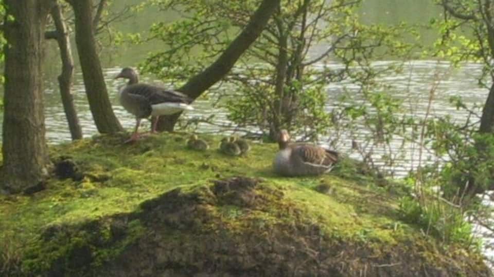 Grey Lag Geese,Brasside pond