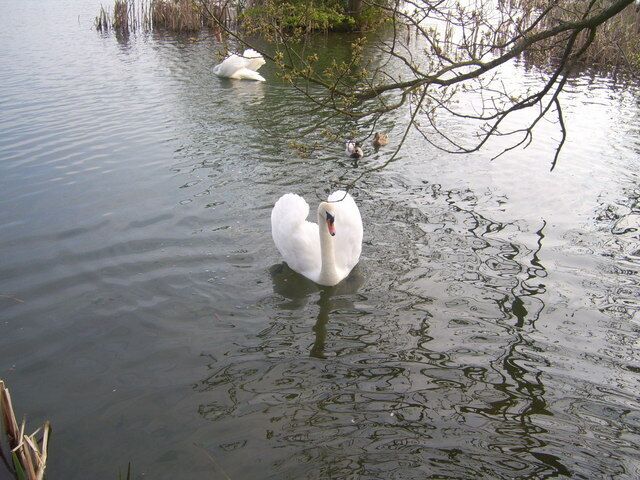 Mute swans,Brasside pond, near to Carrville, County Durham, Great Britain.