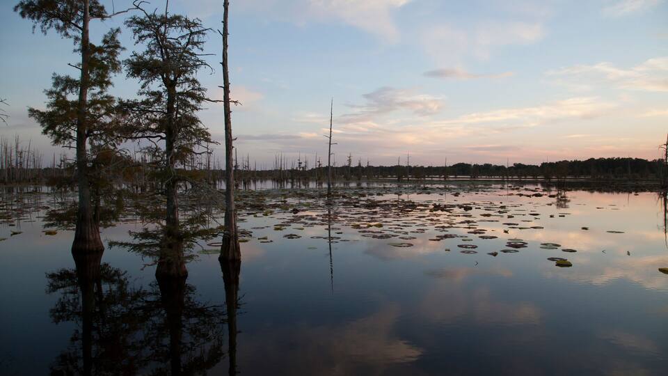 A calm lake with several dead trees and lily pads.