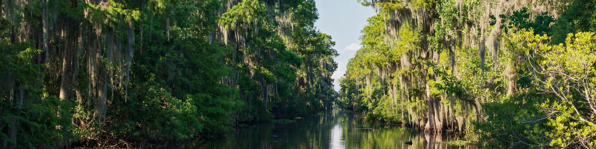 Mississippi river and forest of jean lafitte national park