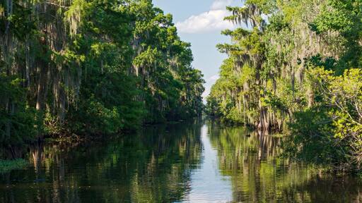 Mississippi river and forest of jean lafitte national park