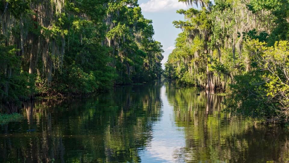 A calm river surrounded by dense, green trees with Spanish moss hanging from the branches.