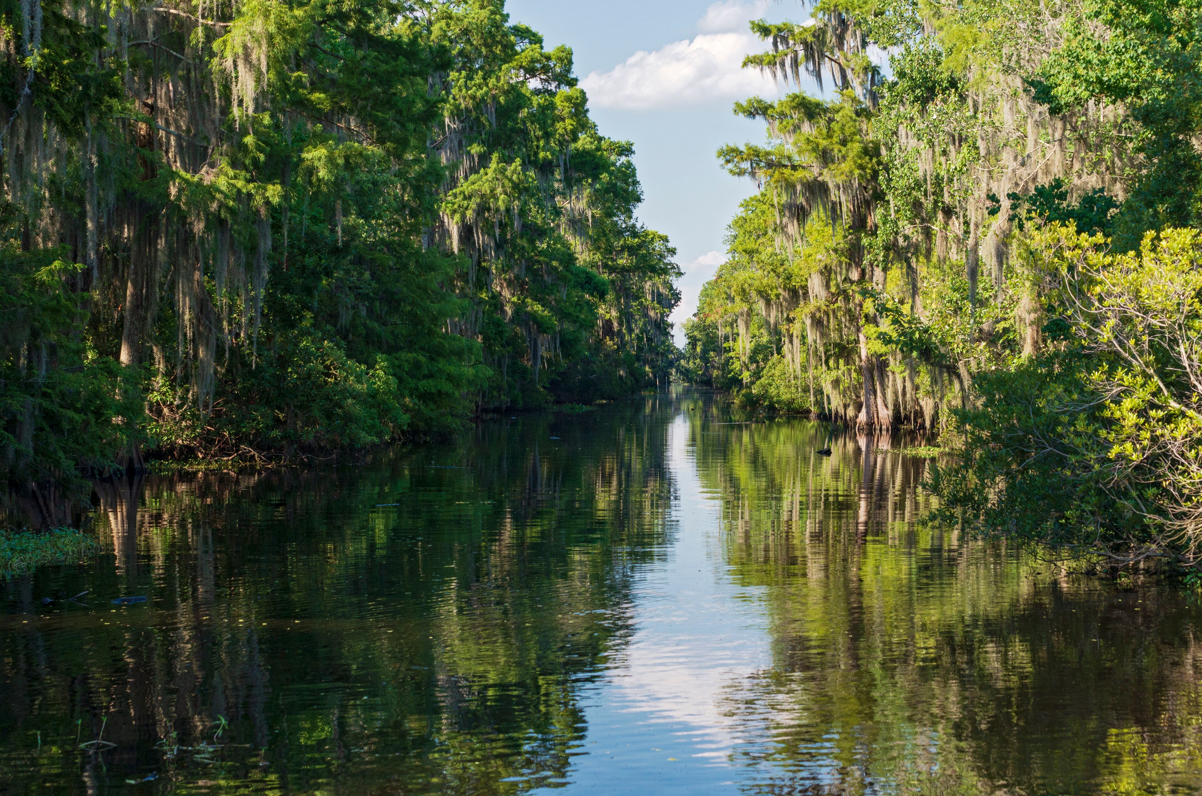 A calm river surrounded by dense, green trees with Spanish moss hanging from the branches.