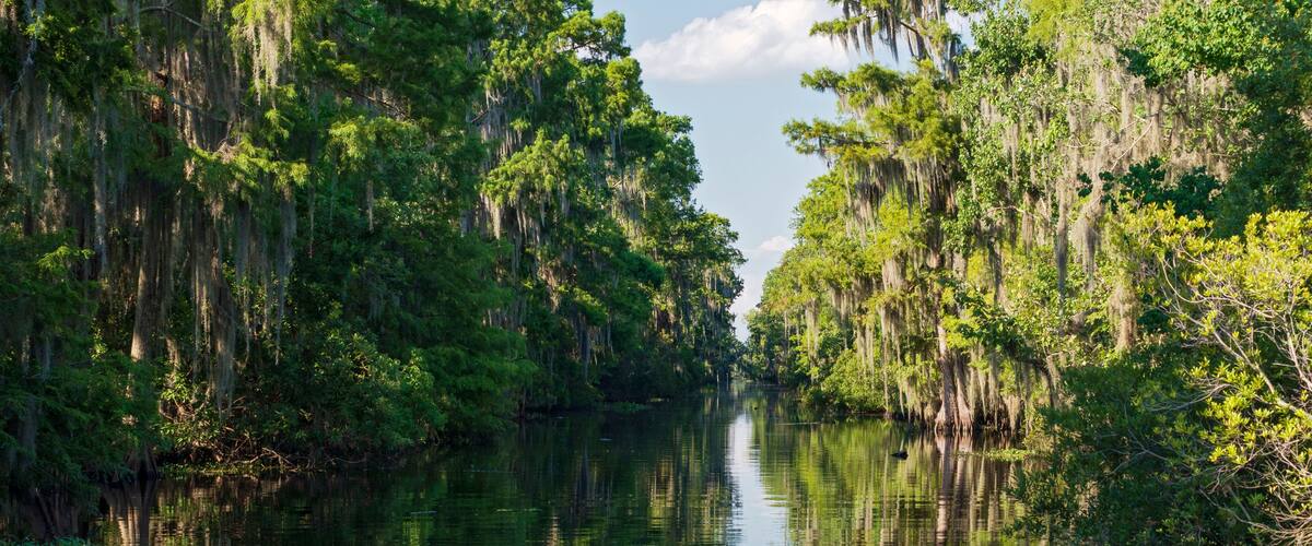 A calm river surrounded by dense, green trees with Spanish moss hanging from the branches.
