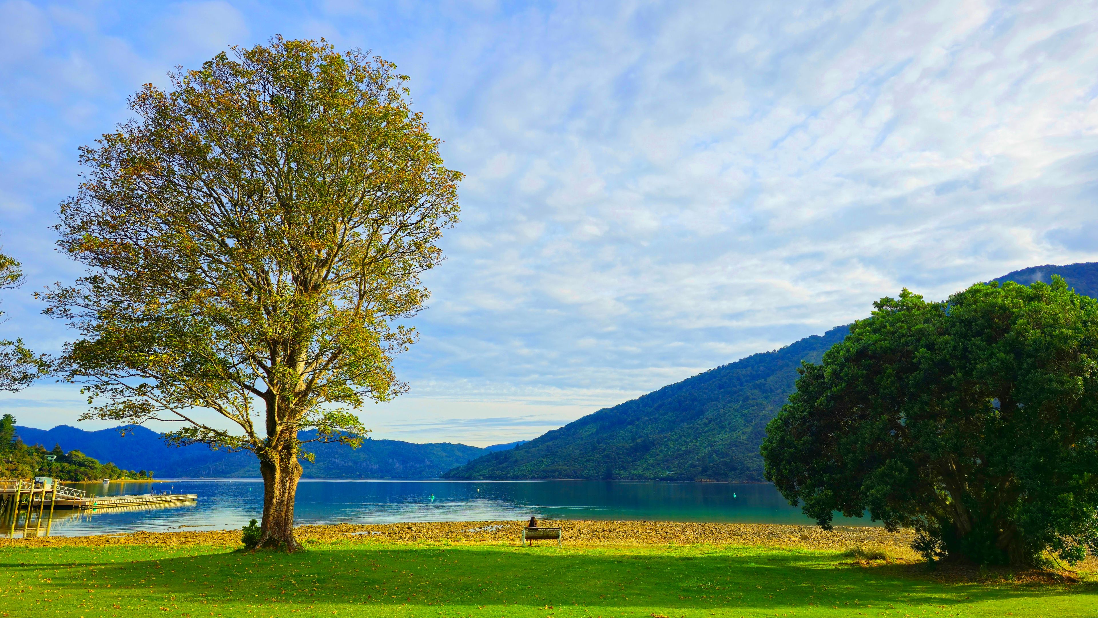 Un grand arbre, un banc, un lac et des montagnes en arrière-plan.