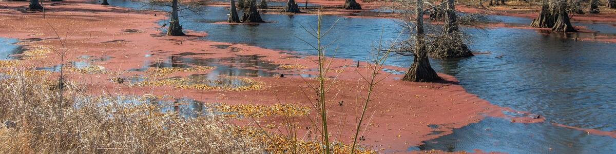 Winter landscape with bald cypress trees along Route 51 north of Coldwater, Mississippi, USA
