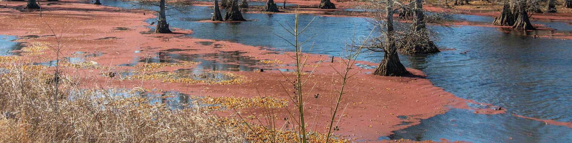 Winter landscape with bald cypress trees along Route 51 north of Coldwater, Mississippi, USA