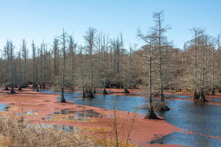 Winter landscape with bald cypress trees along Route 51 north of Coldwater, Mississippi, USA