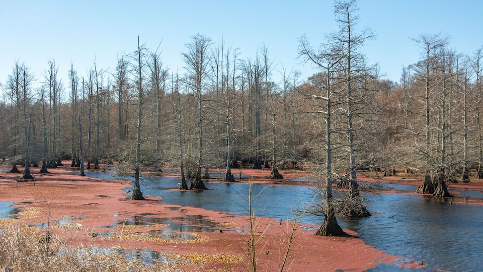 Winter landscape with bald cypress trees along Route 51 north of Coldwater, Mississippi, USA