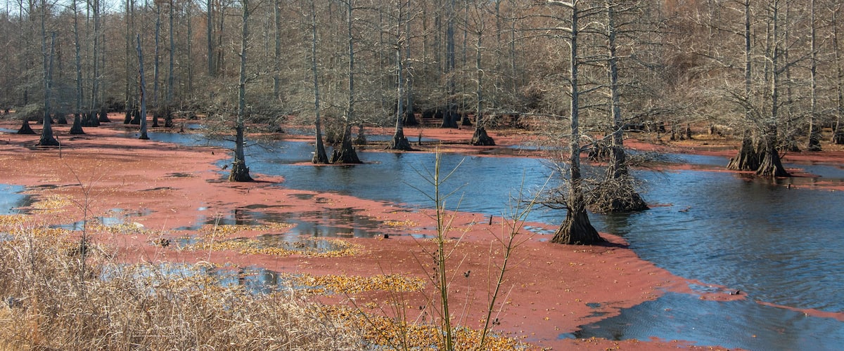 Winter landscape with bald cypress trees along Route 51 north of Coldwater, Mississippi, USA