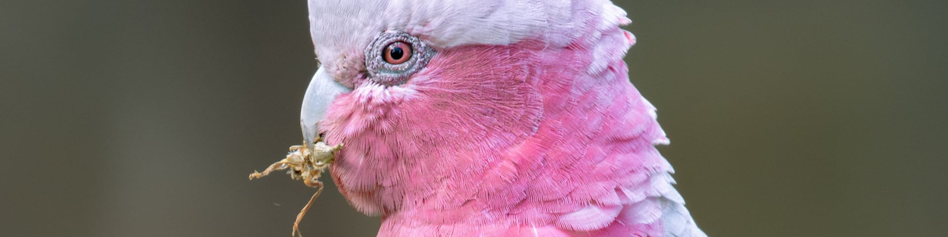 A close-up of a cockatoo with pink and white feathers, eating a piece of food.