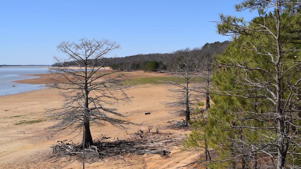 Tree along the shorline of Enid Lake in Mississippi