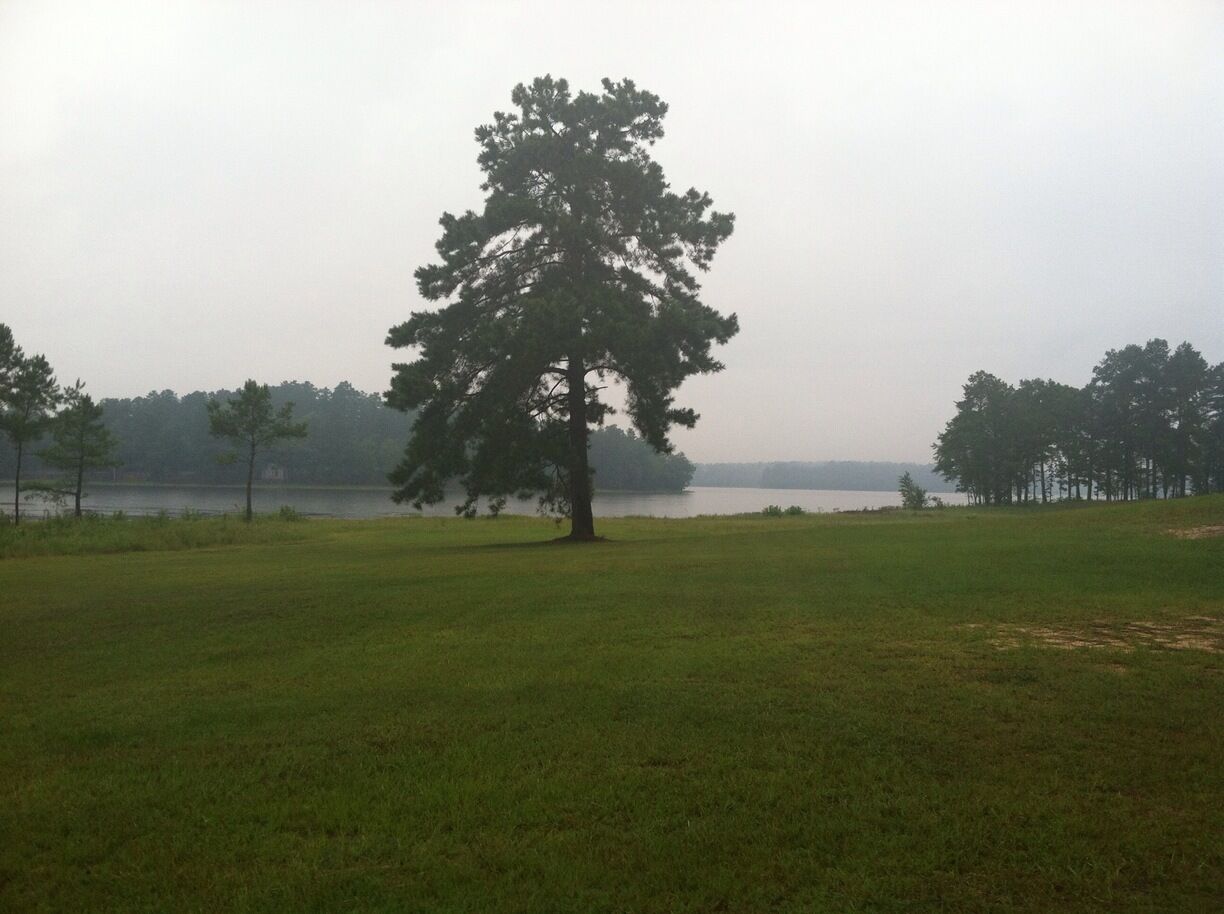 A large tree in a grassy field with a lake and trees in the background.