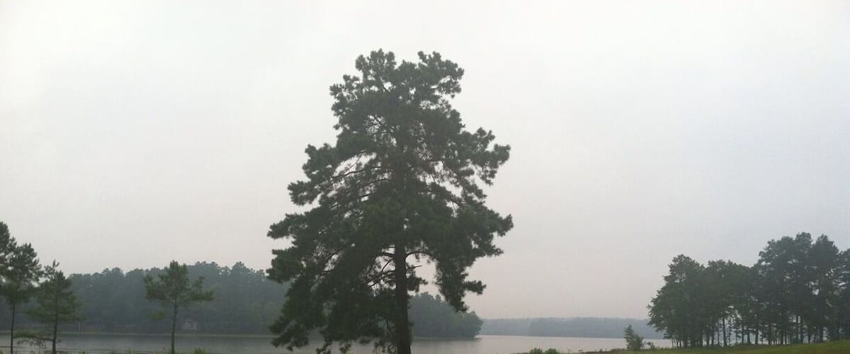 A large tree in a grassy field with a lake and trees in the background.