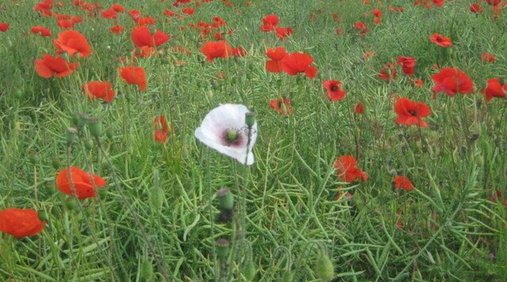 Albino Poppy In this oil seed rape field, is a mass of common poppies (red poppy). The single white poppy is an Opium Poppy (Papaver somniferum). Seen close to a footpath from Badlesmere to Bethal Row.