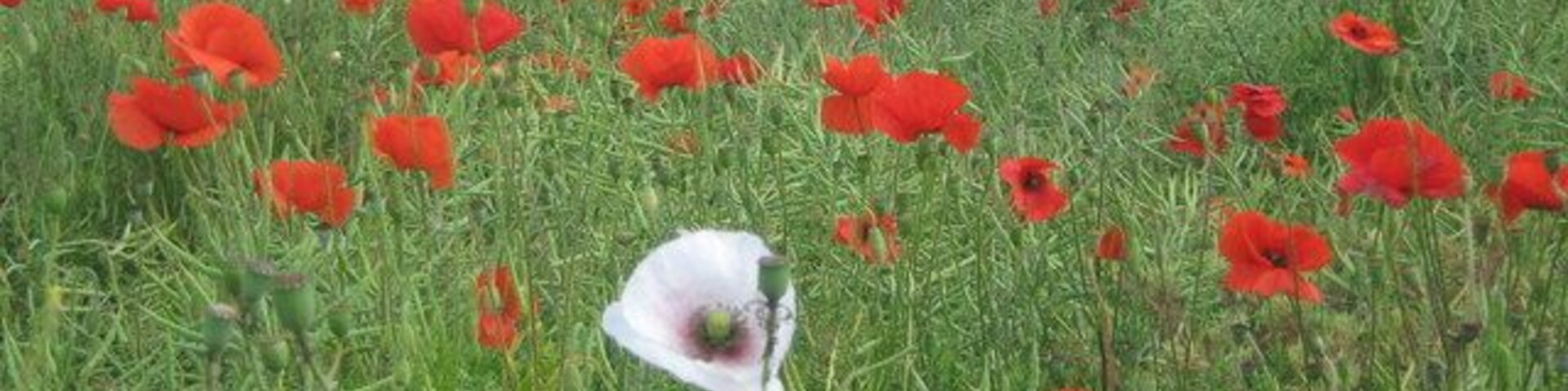 Albino Poppy In this oil seed rape field, is a mass of common poppies (red poppy). The single white poppy is an Opium Poppy (Papaver somniferum). Seen close to a footpath from Badlesmere to Bethal Row.