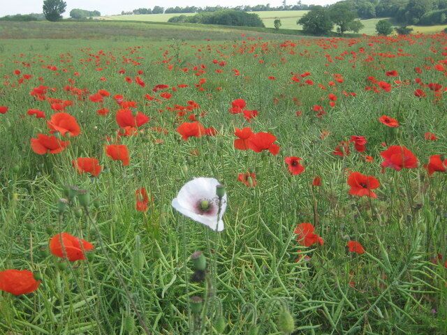 A field of red poppies with a white poppy in the foreground.