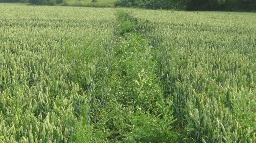 Footpath to Leaveland This footpath leads from a bridleway to climb the hill to the A251 Ashford Road. Leaveland Stables is in the background.