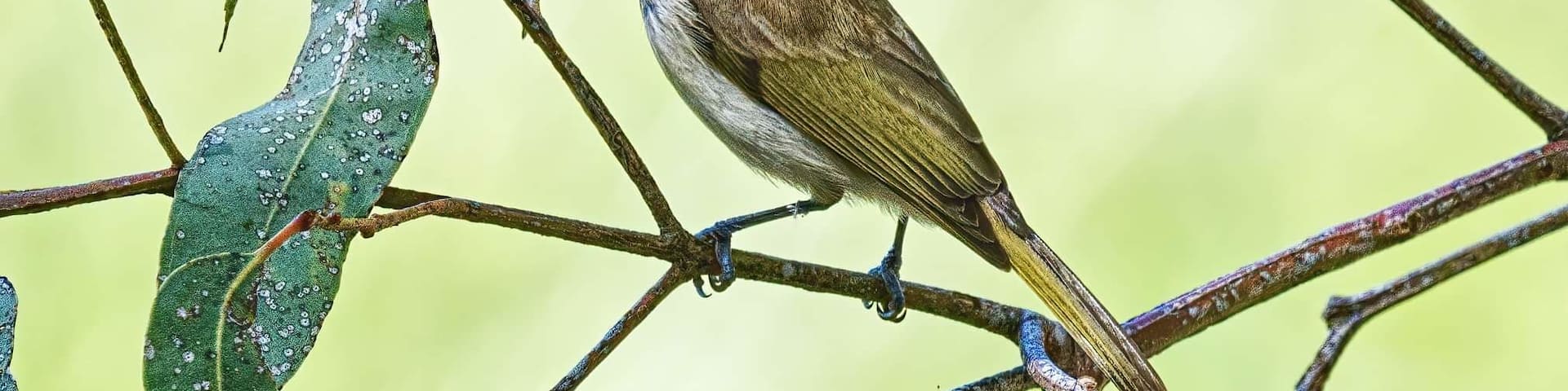 Brown Honeyeater amonst the trees in the wetlands arboretum between Cormorant and Black Swan Lakes.