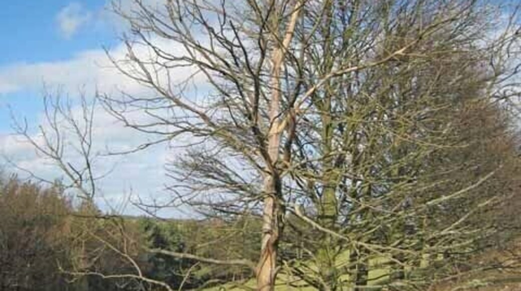Trees by the roadside at Satley By the B6296 Wolsingham to Lanchester road. Overlooking the valley of the Steeley Burn.