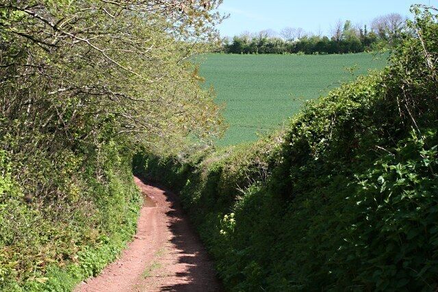 Uma estreita estrada de terra rural ladeada por vegetação densa e um campo verde ao longe.