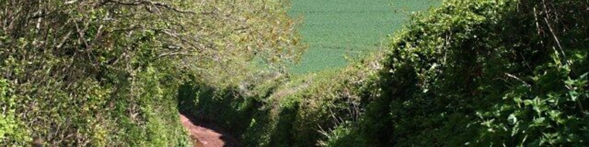 Uma estreita estrada de terra rural ladeada por vegetação densa e um campo verde ao longe.