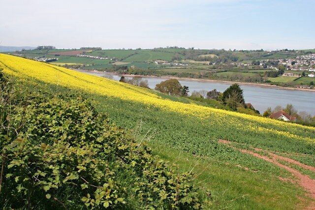 Field by the Estuary near Teignharvey A crop of oilseed rape is just coming into flower.