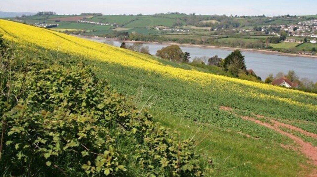 Field by the Estuary near Teignharvey A crop of oilseed rape is just coming into flower.