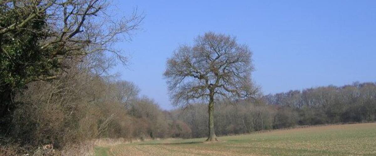 A rural landscape with a dirt path, leafless trees, and a field.