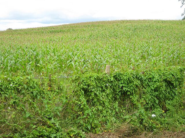 A field of crops with a fence in the foreground.