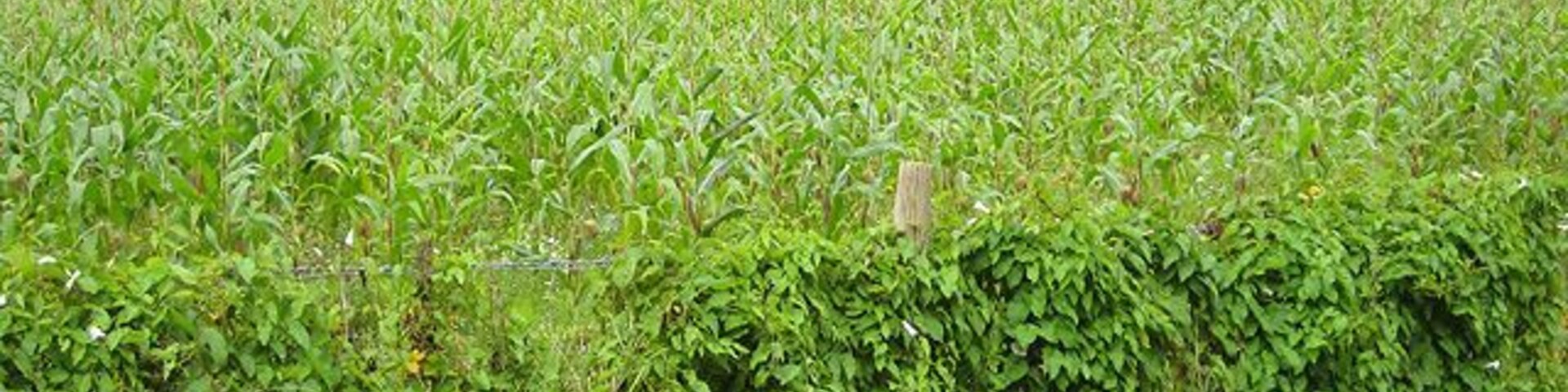 A field of crops with a fence in the foreground.